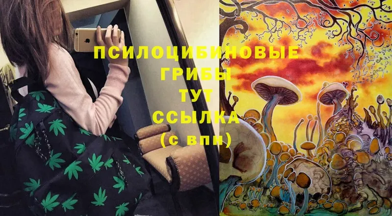 Псилоцибиновые грибы Magic Shrooms  Рязань 